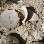 Field survey ancient pottery
